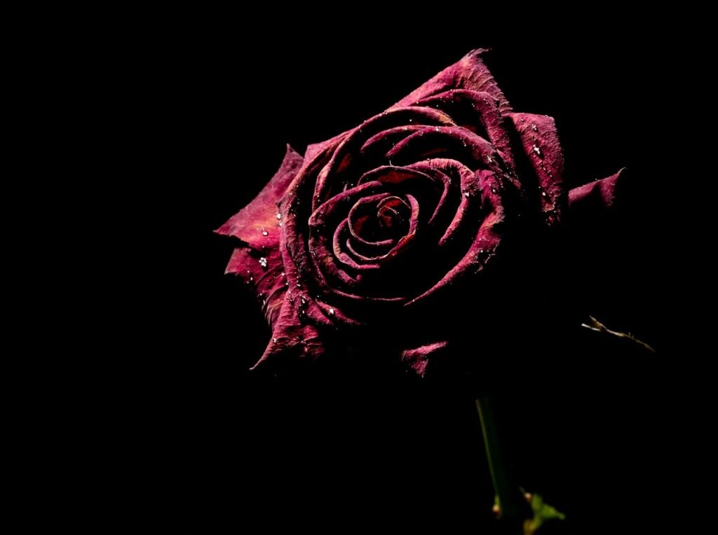 Roses 316749 1280 1024x764