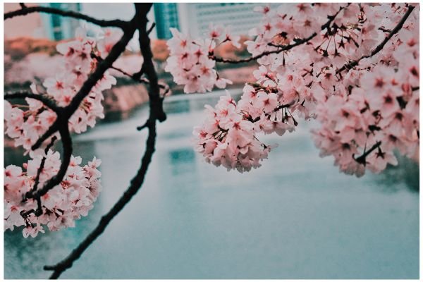 Delicate pink cherry blossoms in full bloom against a blurred turquoise background.